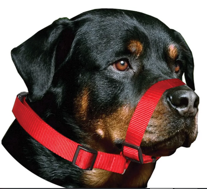 Focinheira Amf Para Cães Passeio Ajustável